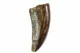 Serrated, Raptor Tooth - Real Dinosaur Tooth #80081-1